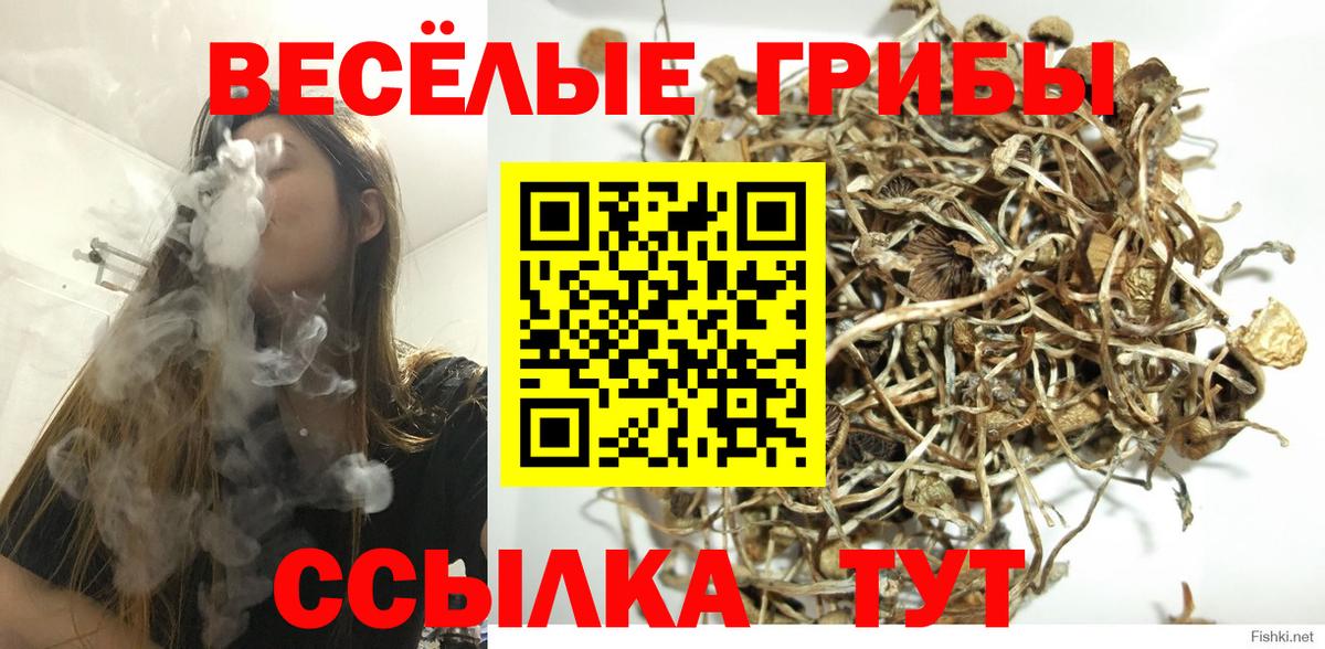 Псилоцибиновые грибы Psilocybe Мурманск